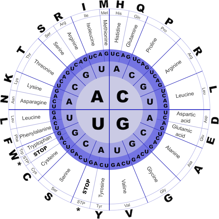 Codon To Amino Acid Circular Chart