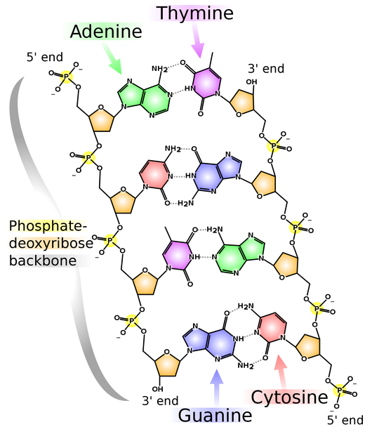 complementary base pairing rna