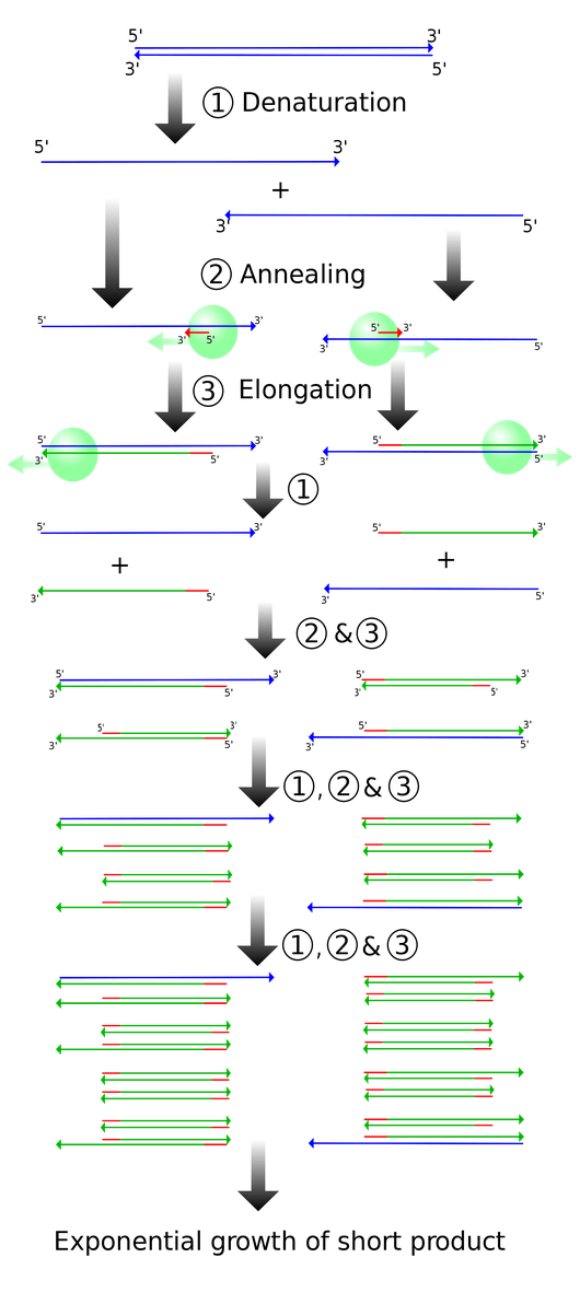 rna polymerase reaction