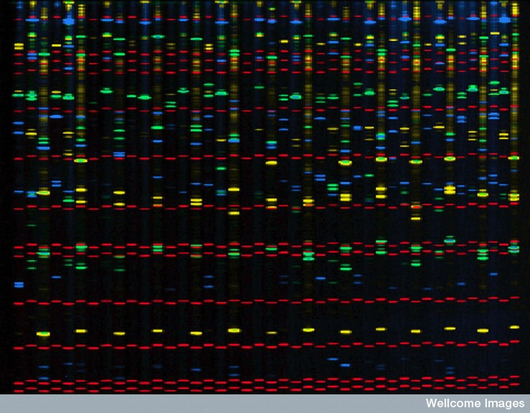 PCR Fingerprinting