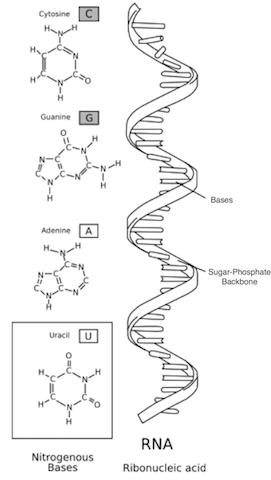 RNA