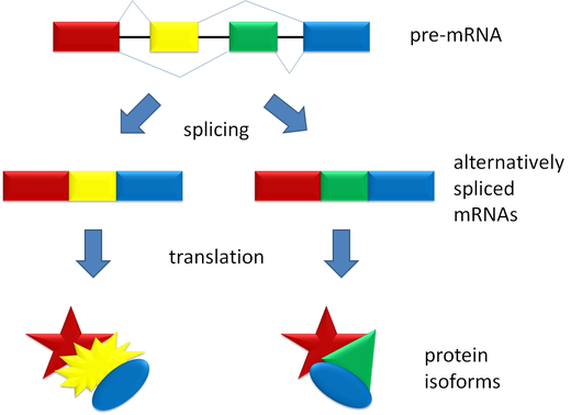 Protein Isoforms