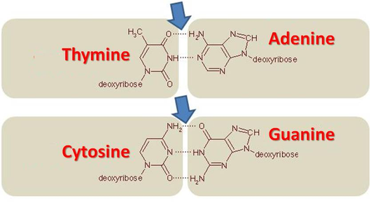 base pairing rules definition