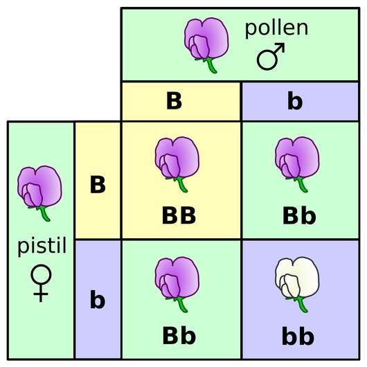 Phenotype