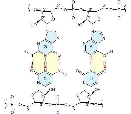 Nucleobase