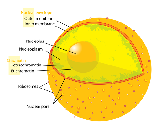 Nucleus