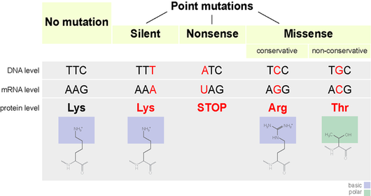 Types of Point Mutations