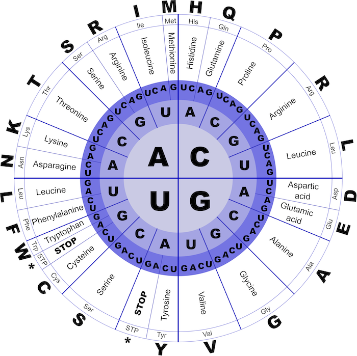 rosalind-translate-an-rna-string-into-an-amino-acid-string