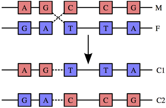 Recombination