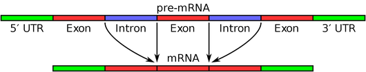 RNA Splicing