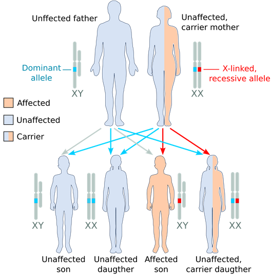 X-linked recessive, carrier mother